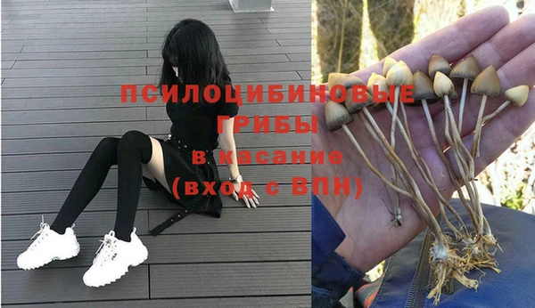 прущие грибы Няндома